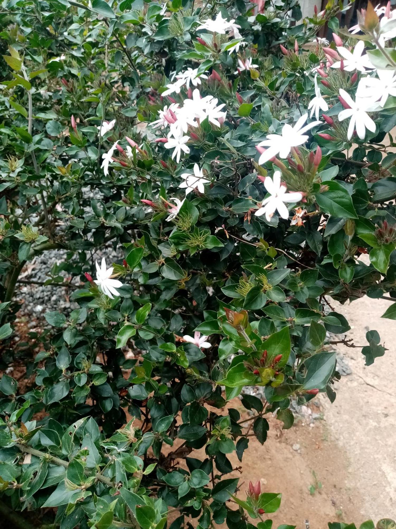Apurvi Homestay Ella Ngoại thất bức ảnh