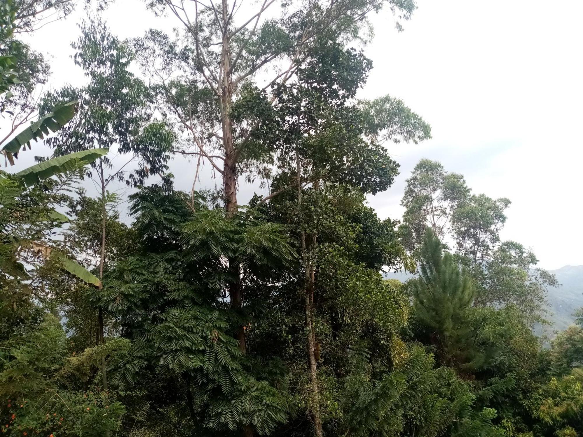 Apurvi Homestay Ella Ngoại thất bức ảnh